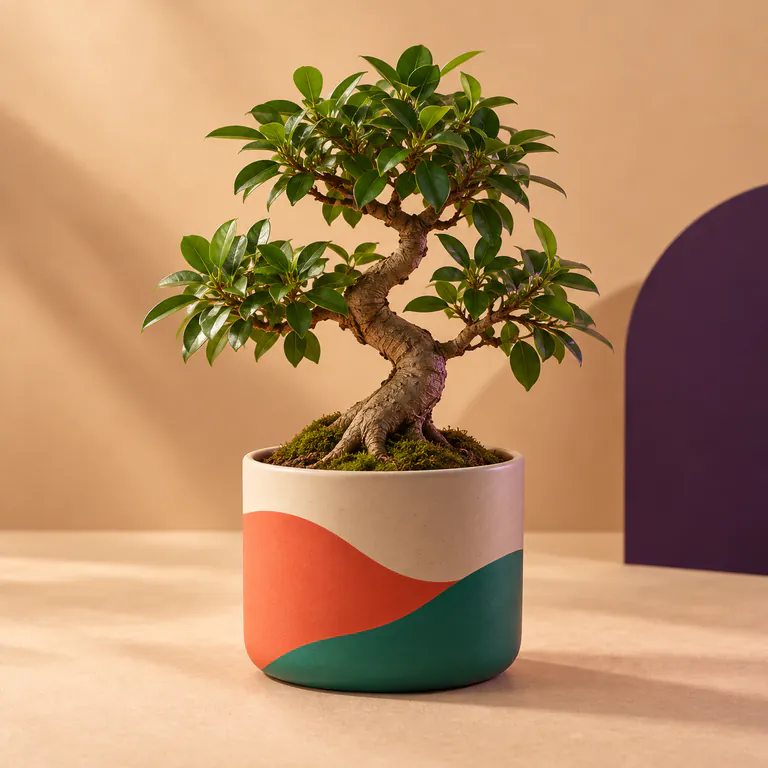 Mini Bonsai Ağacı